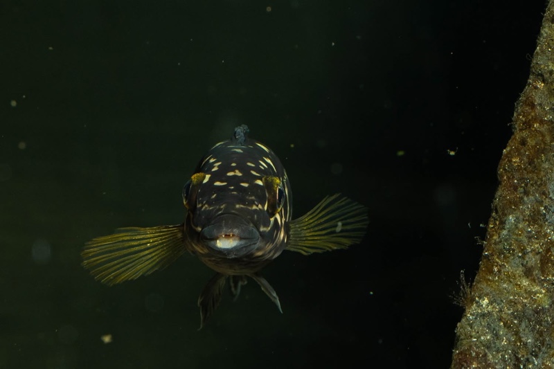 Julidochromis sp. 'transcriptus tanzania' Molwe